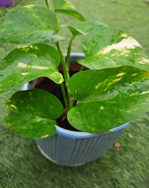 Money plant in ceramic pot for indoor 1