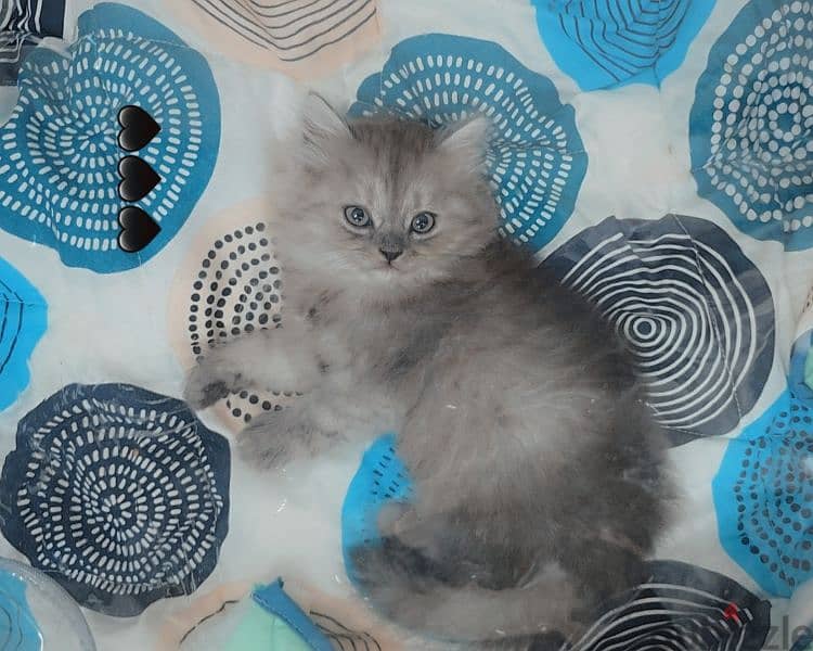 Persian male 3 month baby 0