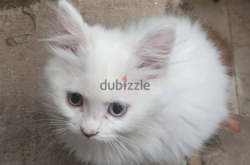 Turkish angora kitten 0