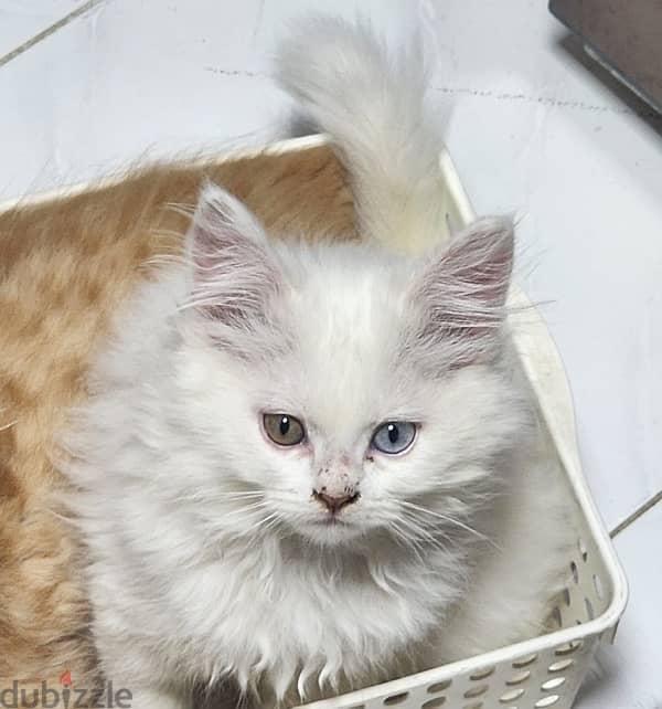 Turkish angora kitten 2