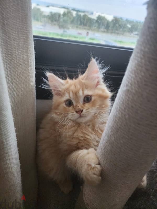 Turkish angora kitten 3