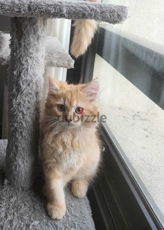 Turkish angora kitten 4