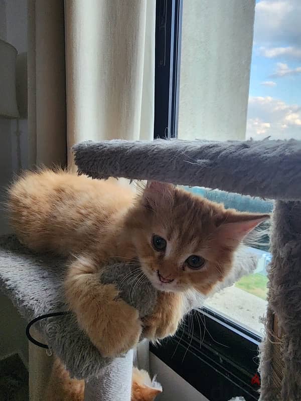 Turkish angora kitten 5