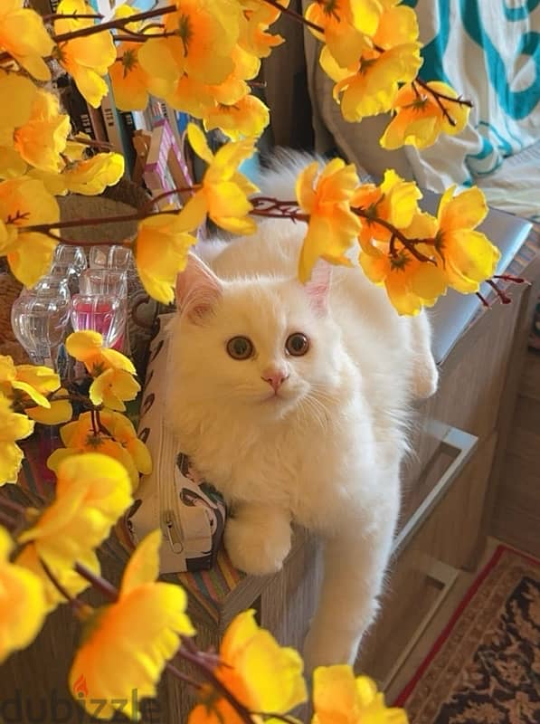 Persian 5 month old 0