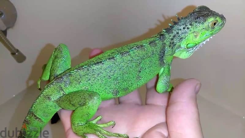 iguana for sale أغوانا للبيع 1