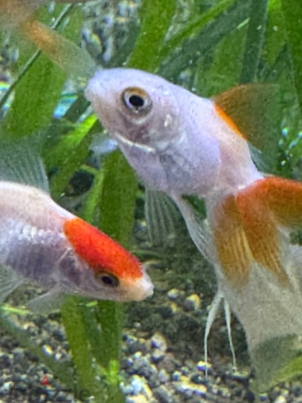 double coloured gold fish 0