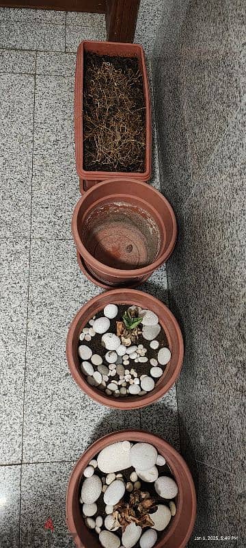 5 flower pot for sale, 2 of them have aloe vera 2