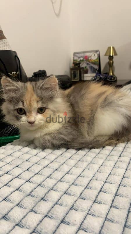 Turkish angora mixed persian 0