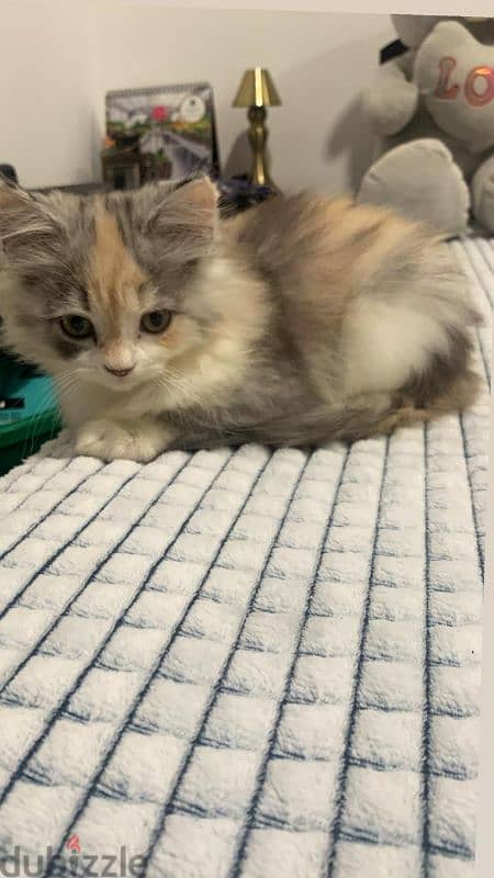 Turkish angora mixed persian 1