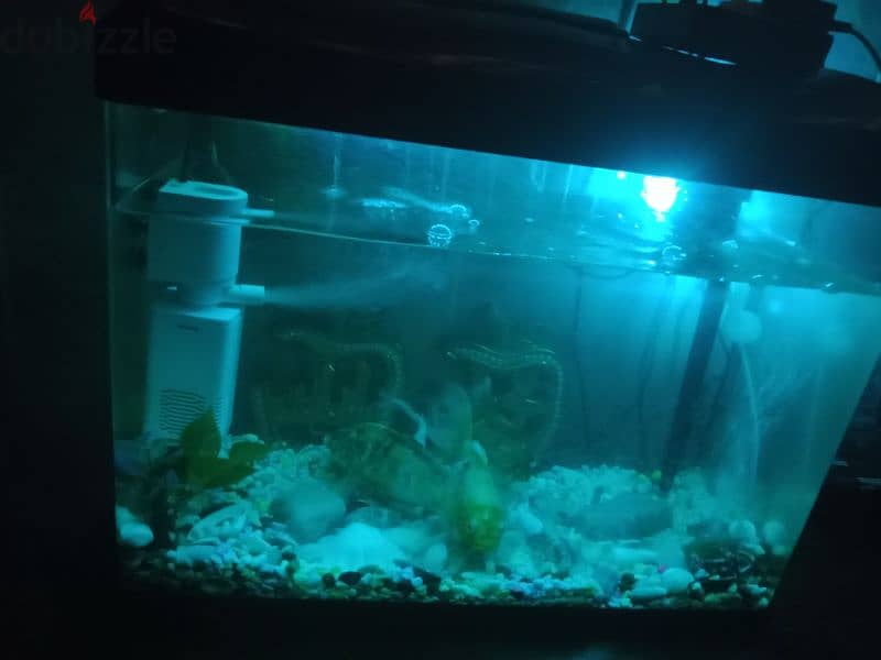 fishtank with fishes, oxygen,filter and other accessories 2