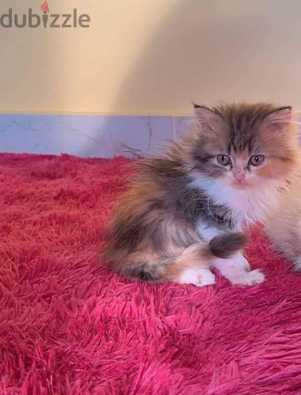 Pure Persian Kitten 1.5 month old 0