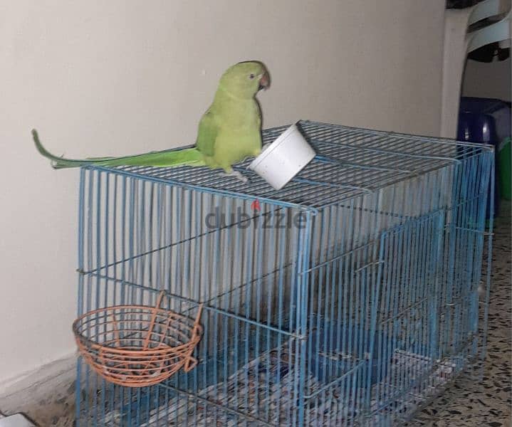 1 year old parrot 1