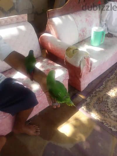 2 parrot