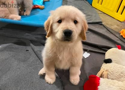 Male Golden Retriever for sale