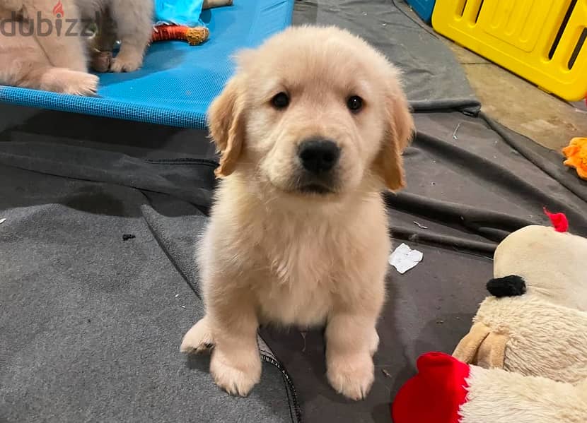 Male Golden Retriever for sale 0