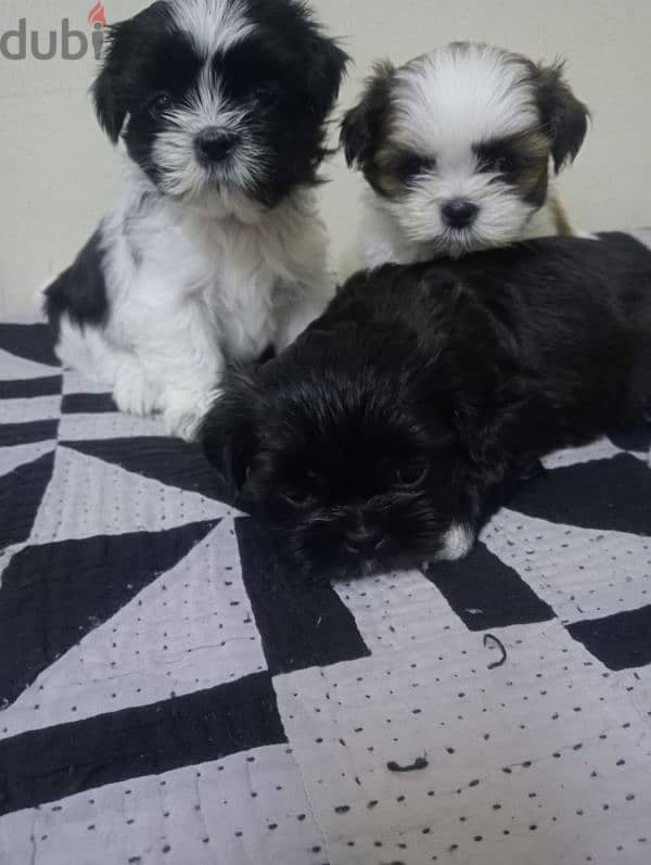 Shih tzu puppies 0