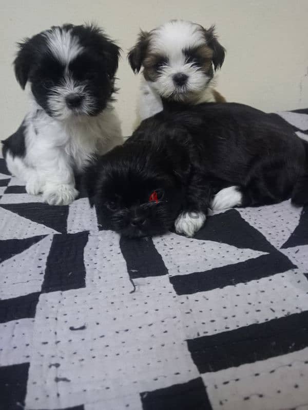 Shih tzu puppies 1