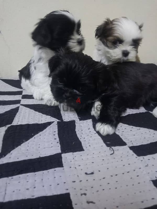 Shih tzu puppies 2