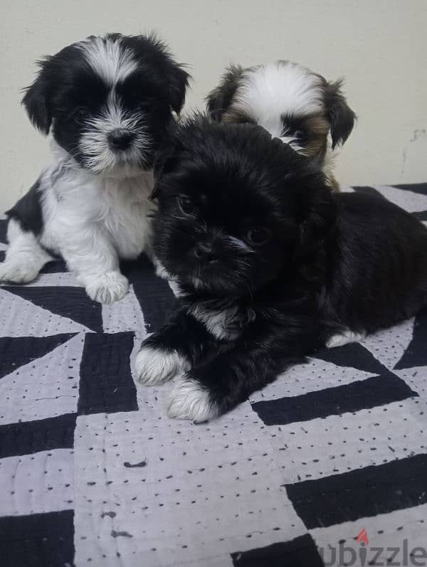 Shih tzu puppies 3