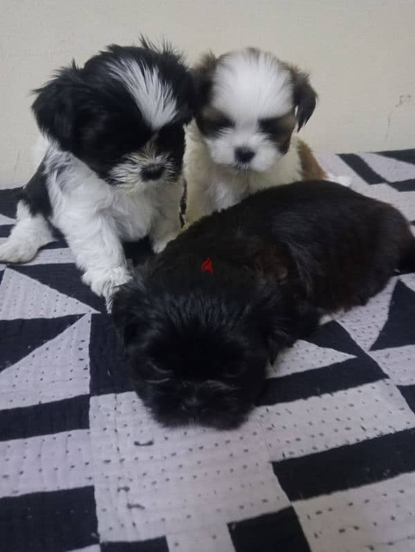 Shih tzu puppies 4