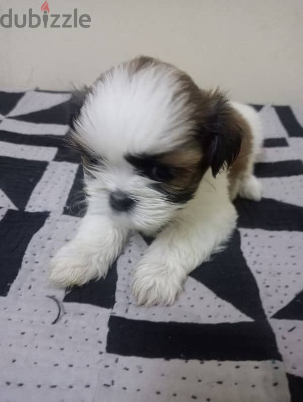 Shih tzu puppies 6