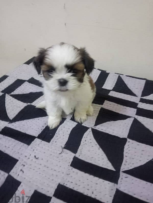 Shih tzu puppies 9