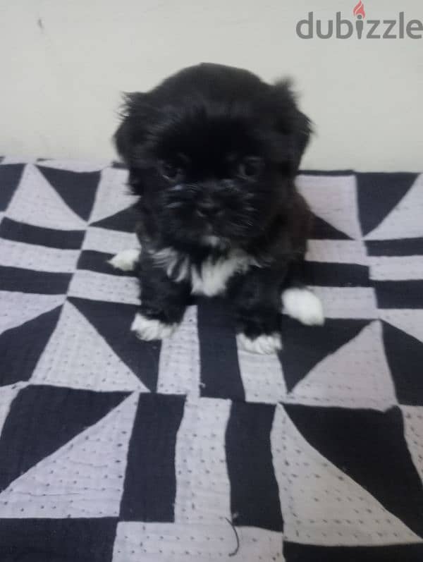 Shih tzu puppies 12