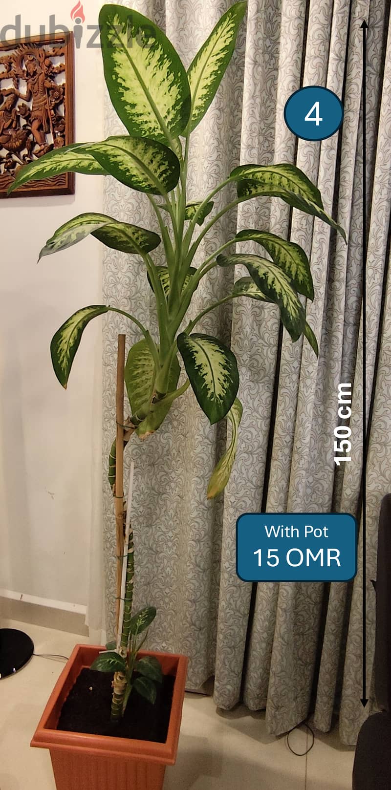 Large Indoor Plants for Sale, Bulk Discount 2