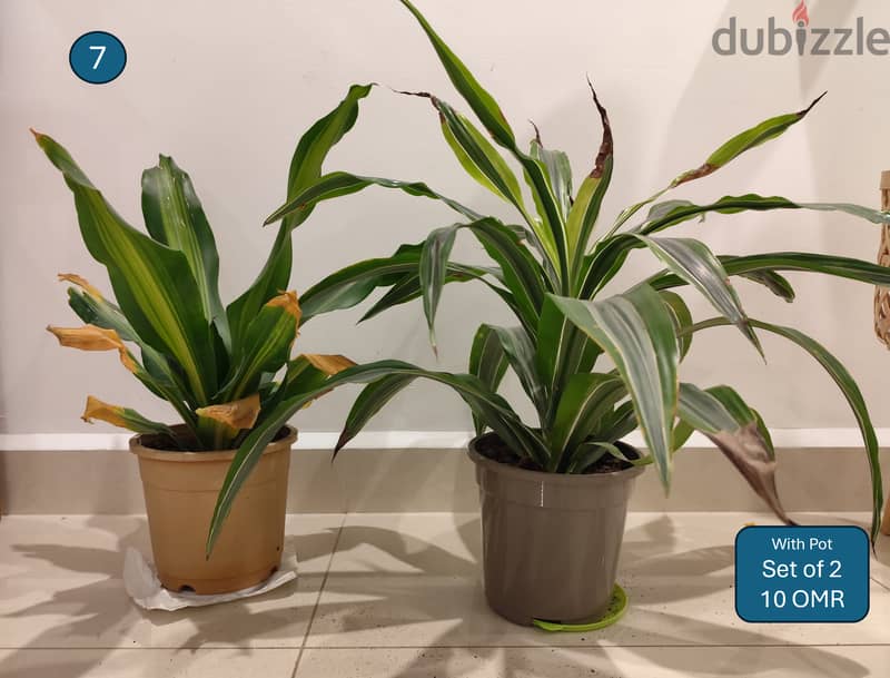 Large Indoor Plants for Sale, Bulk Discount 5