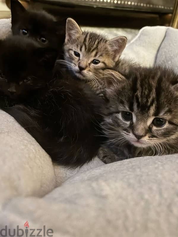 Persian Kittens 0