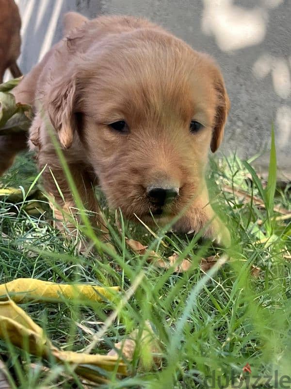 Pure Golden puppy 0