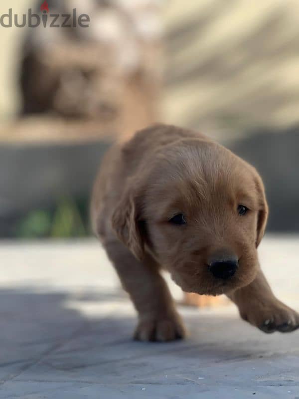 Pure Golden puppy 1