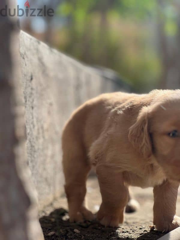 Pure Golden puppy 2