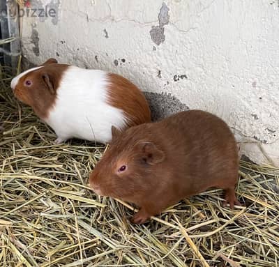 pair guineapig American breed