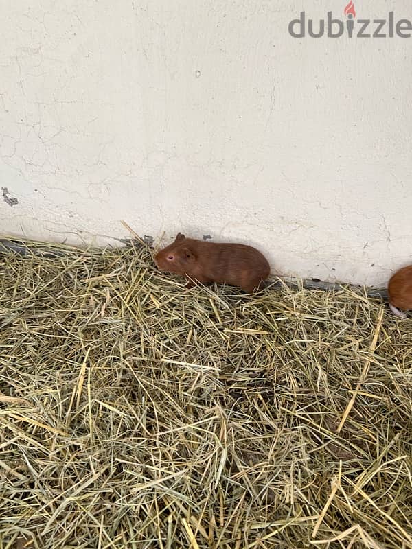 pair guineapig American breed 1