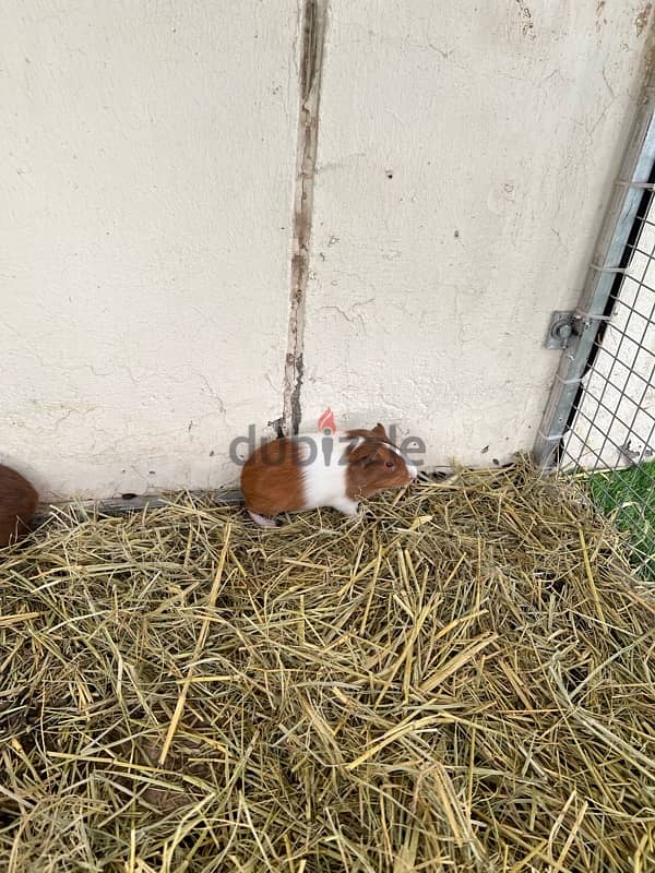 pair guineapig American breed 2