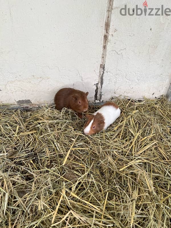 pair guineapig American breed 3