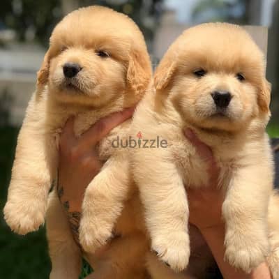 Golden Retriever // WHATSAPP +971552543679