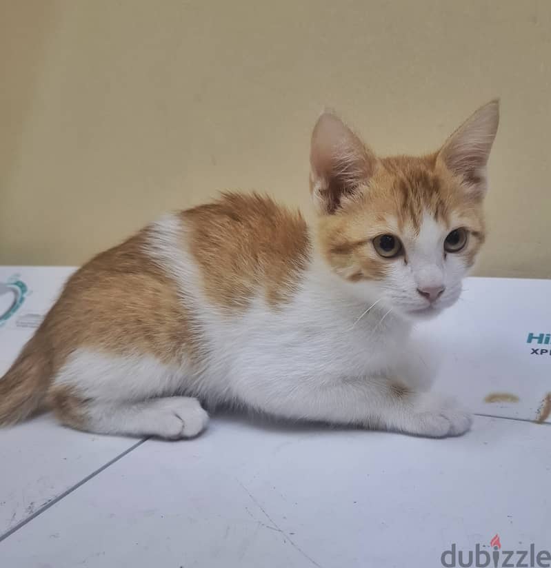 Kitten for adoption 2