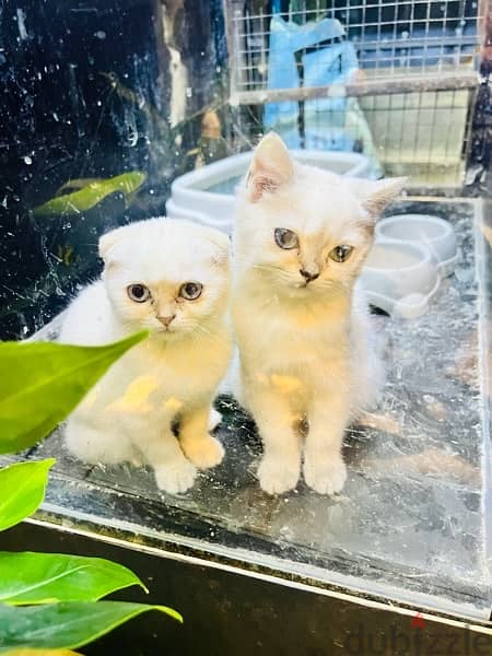 Scottish triple fold short hair for sale 2