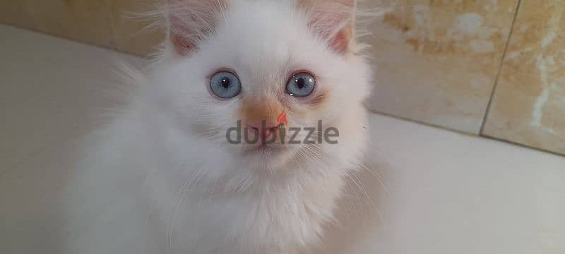 Persian Kitten. . . 97426245 1