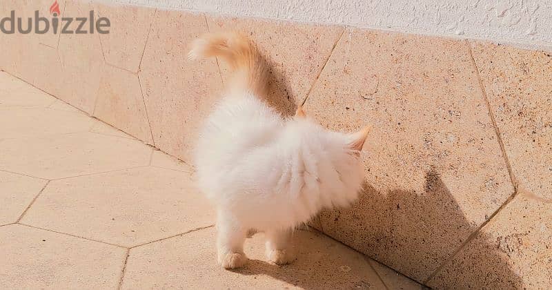 Persian Kitten. . . 97426245 2