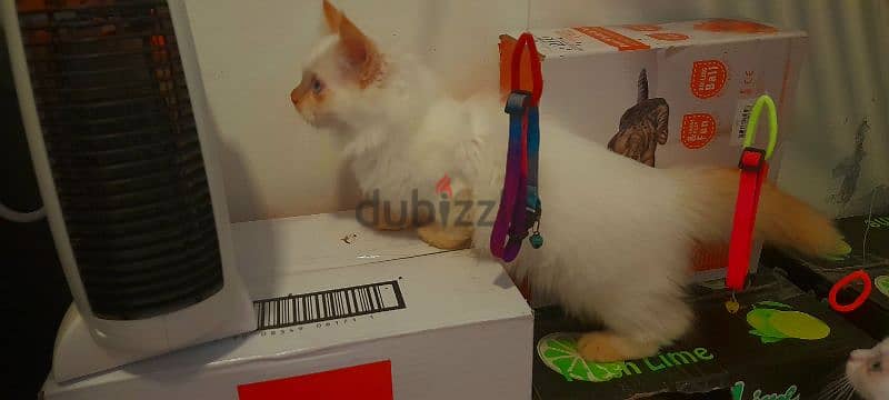 Persian Kitten. . . 97426245 6