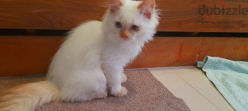 Persian Kitten. . . 97426245 8