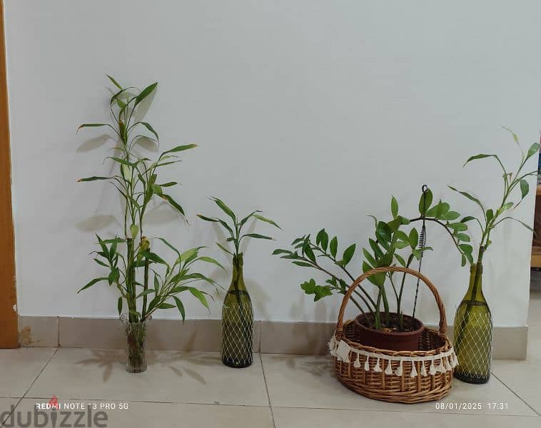 zee zee plant and lucky bamboos 0