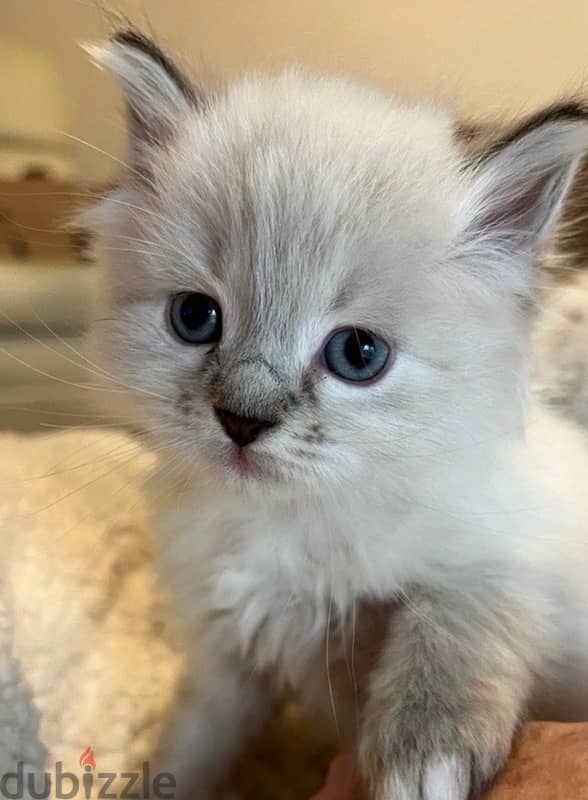 Himalayan Kitten 0