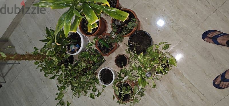 Nice Indoor Plants as in pictures 1