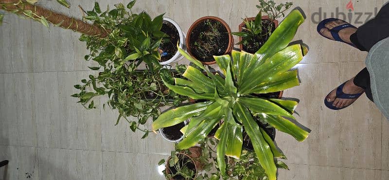 Nice Indoor Plants as in pictures 2