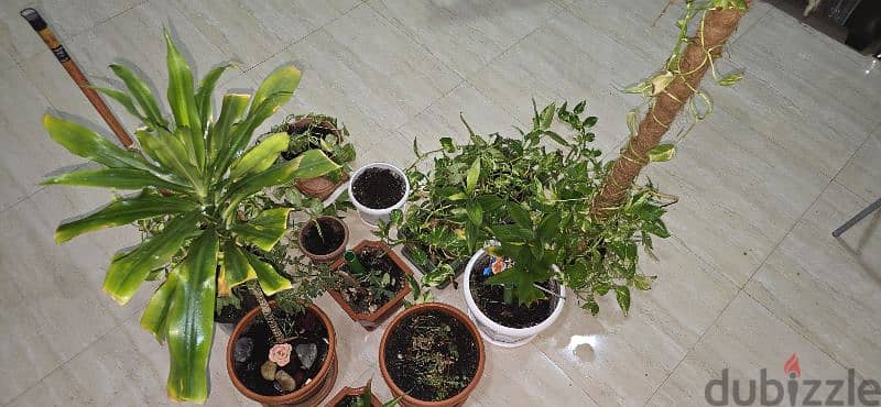 Nice Indoor Plants as in pictures 3