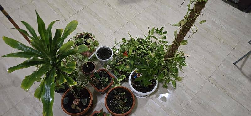 Nice Indoor Plants as in pictures 4